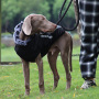 Wholesale Reflective Stripe Large Warm Winter Clothes Dog Coat