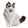 Manufacturer Wholesale Multi-Pattern Adjustable Cheap Cat Accessories Collar