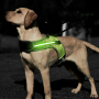 Manufacturer wholesale outdoor breathable led dog harness blue green