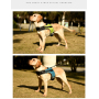 Manufacturer wholesale outdoor breathable led dog harness blue green