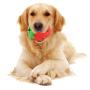 Wholesale Chew Strawberry Dragon Fruit Design Dog Rubber Toy