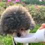 Manufacturer wholesale carrier pink blue white portable dog water bottle foldable 350ml