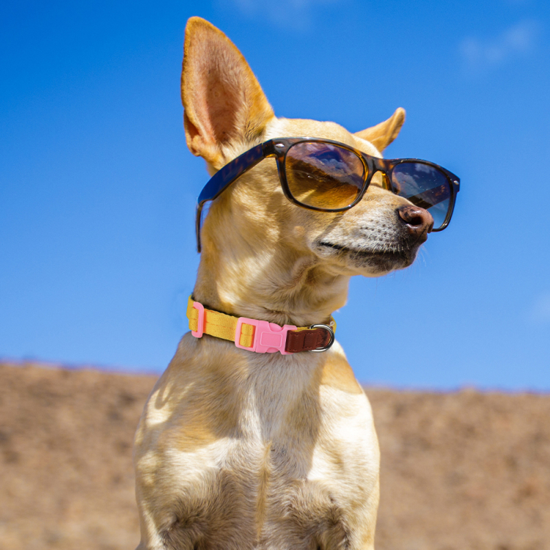 Wholesale Nylon Leather Adjustable Dog Collars and Leads