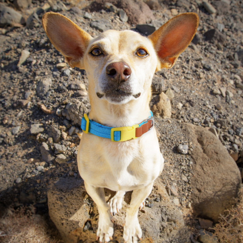Wholesale Nylon Leather Adjustable Dog Collars and Leads