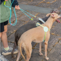 Wholesale Multifunctional Dog Harness and Leash Set