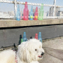 Manufacturer Wholesale Pet Supplier TPR Bottle Design Dog Floating Toys with Ball