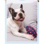 Manufacturer wholesale clean teeth chew rugby design dog tpr toys