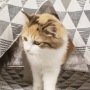 wholesale manufacturer new design linen conical five sticks foldable pet teepee cat tent