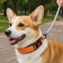 Wholesale Breathable Mesh Adjustable Dog Collar