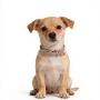 Manufacturer Wholesale Adjustable Cloth Dog Collars Custom