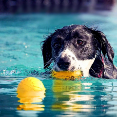Wholesale EVA Floating Waterproof Pet Dog Chew Toy