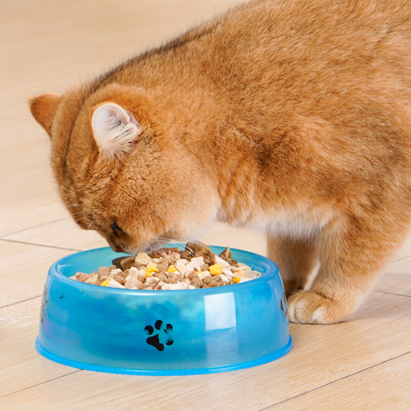 Wholesale Cheap Transparent Pet Cat Dog Bowl Plastic