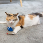 Manufacturer wholesale blue grey cat catnip plush mouse tortoise toy