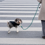 Manufacturer wholesale multi-colors thick outdoor pet dog rope leash