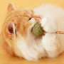Wholesale  Wood Catnip Ball Cat Stick Toy