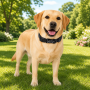 Wholesale Customized Adjustable Dog Collar Reflective