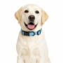 Wholesale Customized Adjustable Dog Collar Reflective