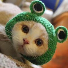 Wholesale Cute Design Wool Weaving Cat Accessories Hat