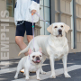 Wholesale Adjustable Multifunctional Dog Collar and Rope Leash Set