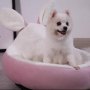 Wholesale Cute Design Short Plush Dog Cat Bed With Ear