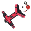 Red +leash