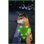 Manufacturer wholesale outdoor blue red green breathable dog harness led