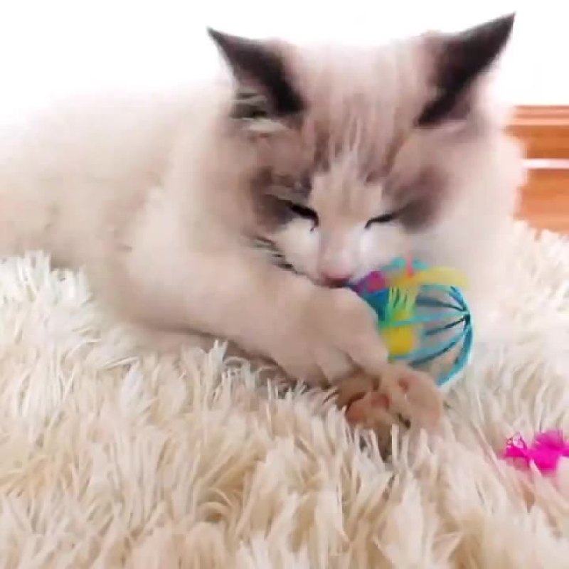 Wholesale Feather Interactive Steel Wire Cat Mouse Toy