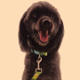Manufacturer wholesale bohemian folk style adjustable dog collar multi-pattern