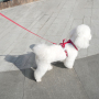 Wholesale Luxury Pet Product Anti-Lost Dog Harness With Leash