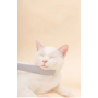 Manufacturer wholesale ABS pink grey cat tongue design comb with ear