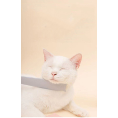 Manufacturer wholesale ABS pink grey cat tongue design comb with ear