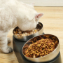 Wholesale Stainless Steel Single Two Dog Cat Elevated Bowls