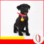 Manufacturer wholesale multi-colors cat pet dog leather collar