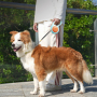 Wholesale 3M Outdoor Pet Supplier Retractable Dog Leash
