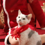 Wholesale Soft Red Warm Pet Cat Dog Scarf