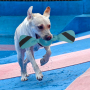 Manufacturer Wholesale TPR Floating Pet Products Dog Chew Toy