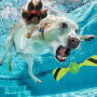 Manufacturer Wholesale TPR Floating Pet Products Dog Chew Toy