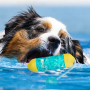 Manufacturer Wholesale Pet Supplier Chew Cooling Dog Floating Toys