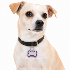 Wholesale Metal Multi-colors Pet Accessories Dog Tag