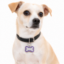 Wholesale Metal Multi-colors Pet Accessories Dog Tag