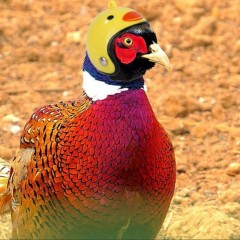 Wholesale Funny Chicken Bird Decoration Helmet Pet Costume Accessories Headgear Hat Cosplay Chicken Helmet