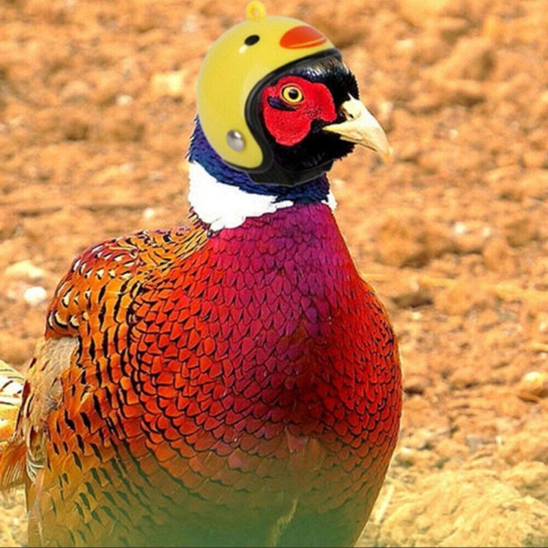 Wholesale Funny Chicken Bird Decoration Helmet Pet Costume Accessories Headgear Hat Cosplay Chicken Helmet