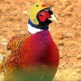 Wholesale Funny Chicken Bird Decoration Helmet Pet Costume Accessories Headgear Hat Cosplay Chicken Helmet