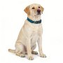 Wholesale Custom Logo Adjustable Dog Collar Velvet