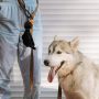 Wholesale Portable Outdoor Dog Poop Bag Clip