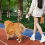 Wholesale 5M Outdoor Adjustable Dog Leash Retractable