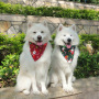 Manufacturer wholesale custom logo design pattern printed cotton pet accessory dog bandana christmas