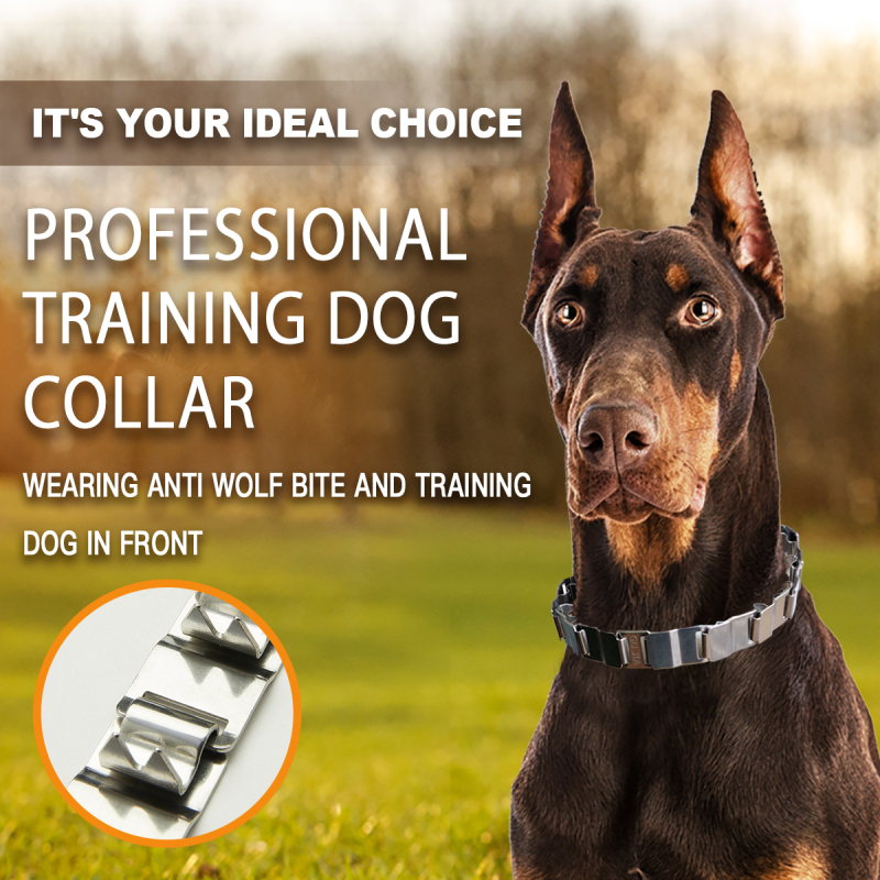 Wholesale Training Dog Collar Stainless Steel