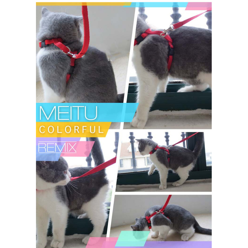 Manufacturer wholesale adjustable multi-colors cat harness