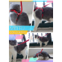 Manufacturer wholesale adjustable multi-colors cat harness